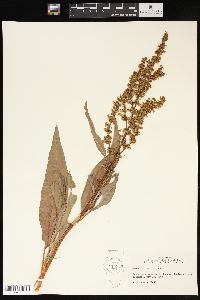 Rumex altissimus image