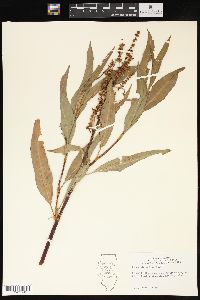 Rumex altissimus image