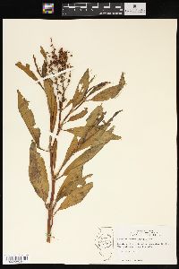 Rumex altissimus image