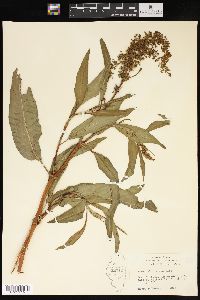 Rumex altissimus image