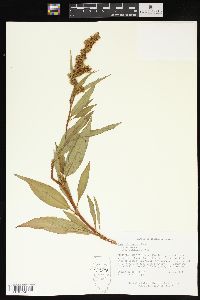 Rumex altissimus image