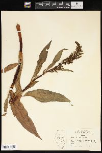 Rumex altissimus image