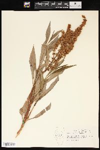 Rumex altissimus image