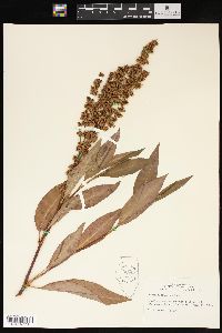 Rumex altissimus image