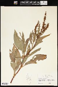 Rumex altissimus image