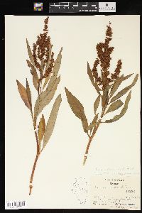 Rumex altissimus image