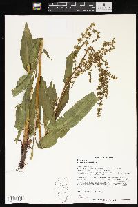 Rumex altissimus image