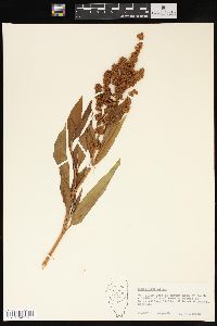 Rumex altissimus image