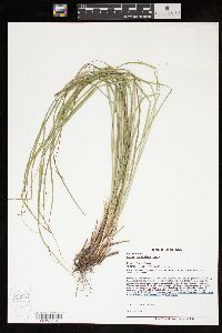 Carex caroliniana image