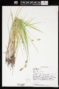 Carex cristatella image