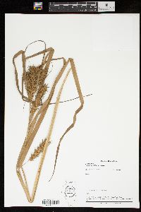 Carex lupuliformis image