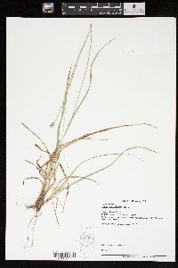 Carex mesochorea image