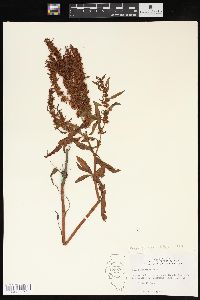 Rumex fueginus image