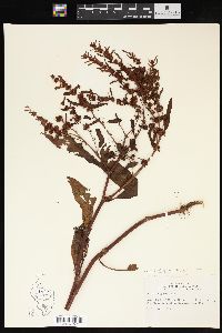 Rumex fueginus image