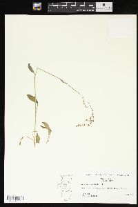 Rumex hastatulus image