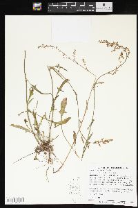 Rumex hastatulus image