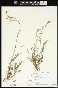 Rumex hastatulus image