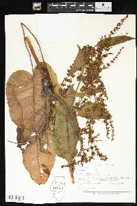 Rumex obtusifolius image