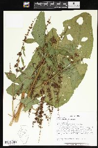 Rumex obtusifolius image