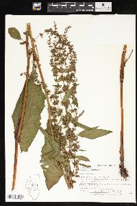 Rumex obtusifolius image