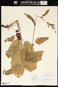 Rumex obtusifolius image