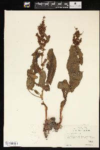 Rumex obtusifolius image