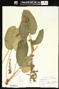 Rumex obtusifolius image