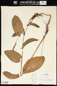 Rumex obtusifolius image