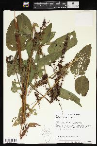 Rumex obtusifolius image