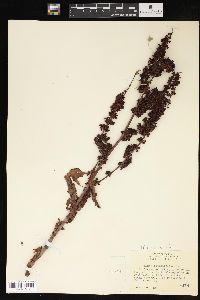 Rumex obtusifolius image