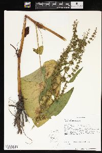 Rumex obtusifolius image