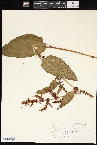 Rumex obtusifolius image