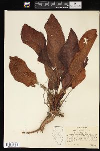 Rumex obtusifolius image