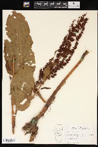 Rumex obtusifolius image