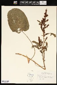 Rumex obtusifolius image