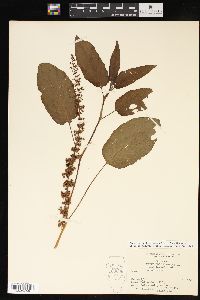 Rumex obtusifolius image