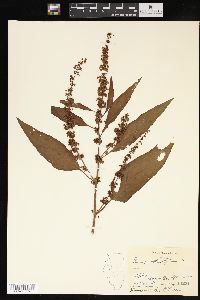 Rumex obtusifolius image