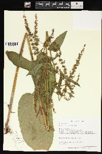 Rumex obtusifolius image