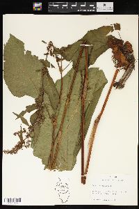 Rumex obtusifolius image