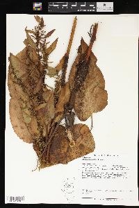 Rumex obtusifolius image