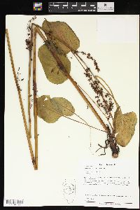 Rumex obtusifolius image