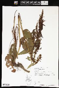 Rumex obtusifolius image