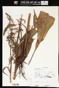 Rumex orbiculatus image