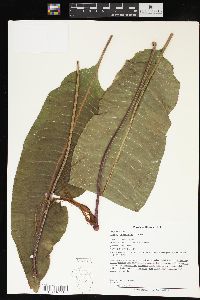 Rumex orbiculatus image