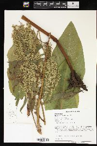 Rumex orbiculatus image