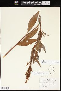 Rumex triangulivalvis image