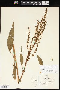 Rumex triangulivalvis image