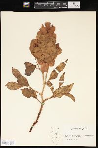 Rumex venosus image