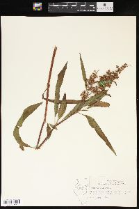 Rumex verticillatus image