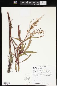 Rumex verticillatus image